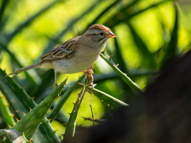 Rufous-winged Sparrow - ML613294246