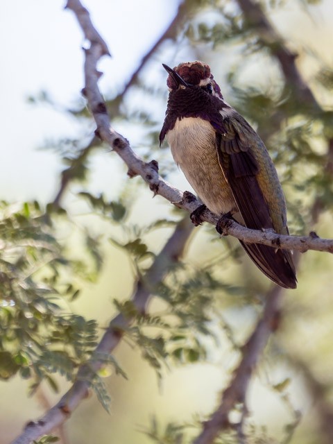 Costa's Hummingbird - ML613294260