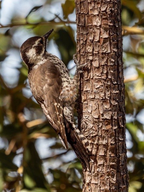 Arizona Woodpecker - Tim Ludwick