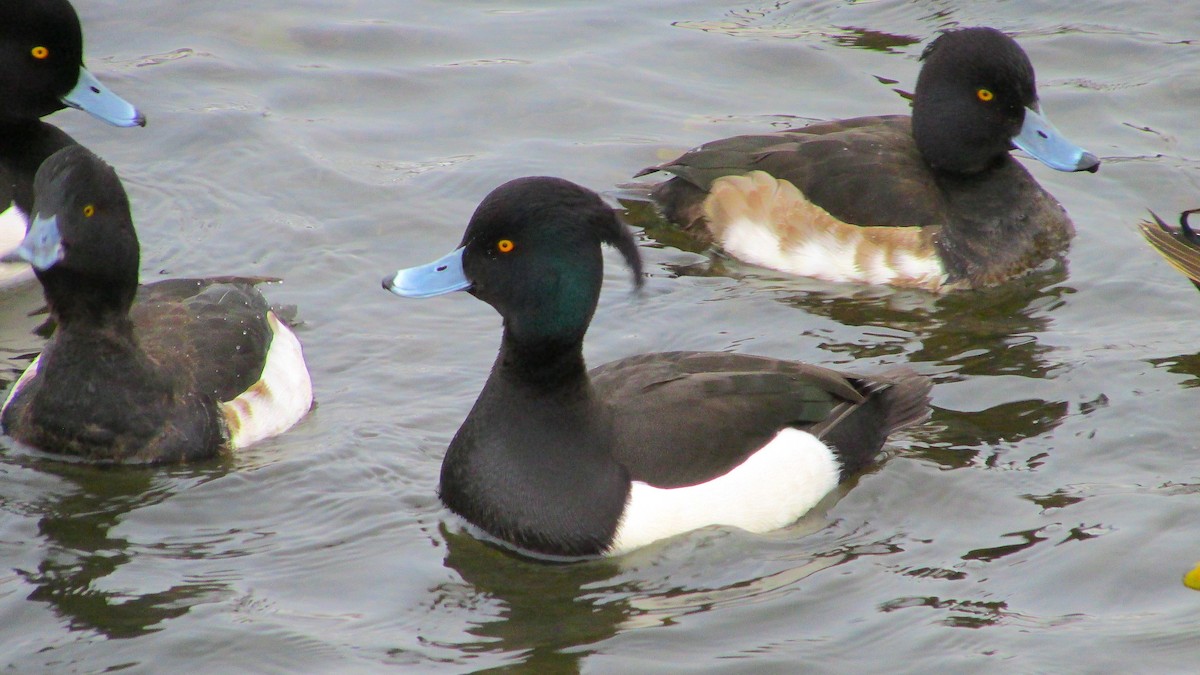 Tufted Duck - ML613294392