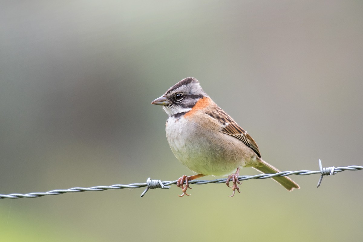 Rufous-collared Sparrow - Ian Hearn