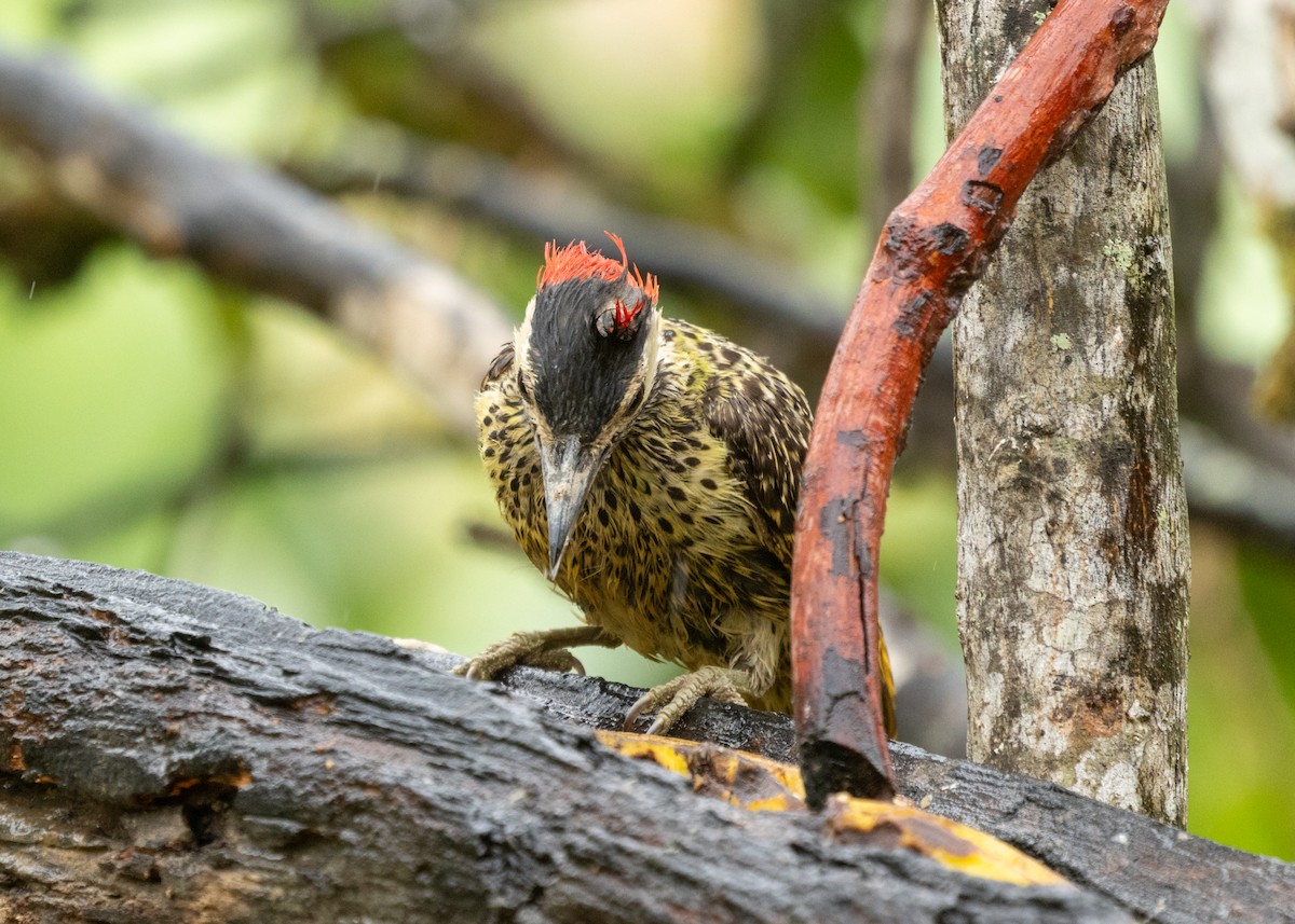 Green-barred Woodpecker (Green-barred) - ML613294855