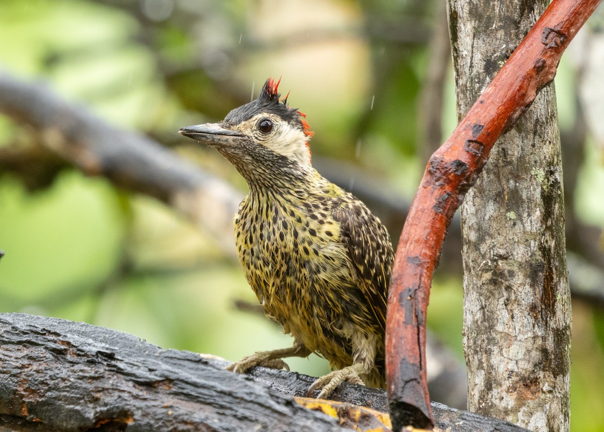 Green-barred Woodpecker (Green-barred) - ML613294856