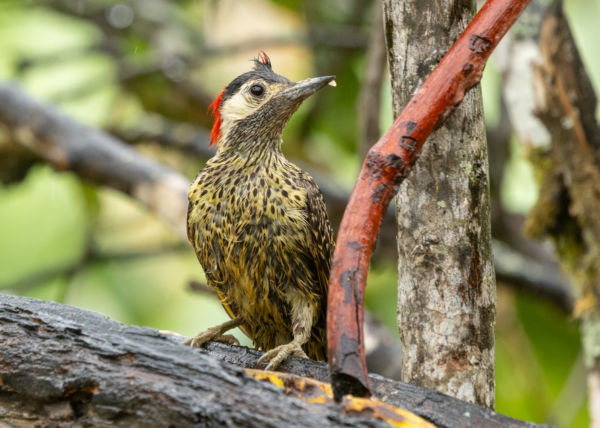 Green-barred Woodpecker (Green-barred) - ML613294857