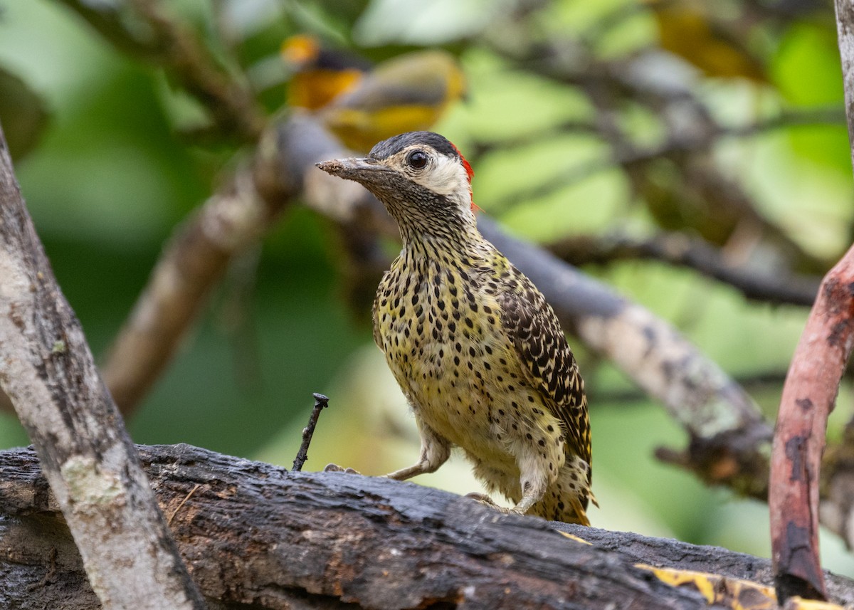 Green-barred Woodpecker (Green-barred) - Silvia Faustino Linhares