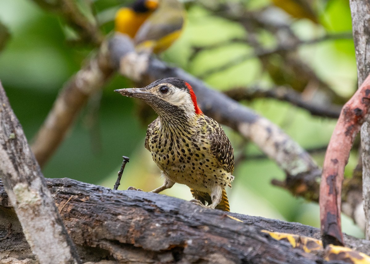 Green-barred Woodpecker (Green-barred) - Silvia Faustino Linhares