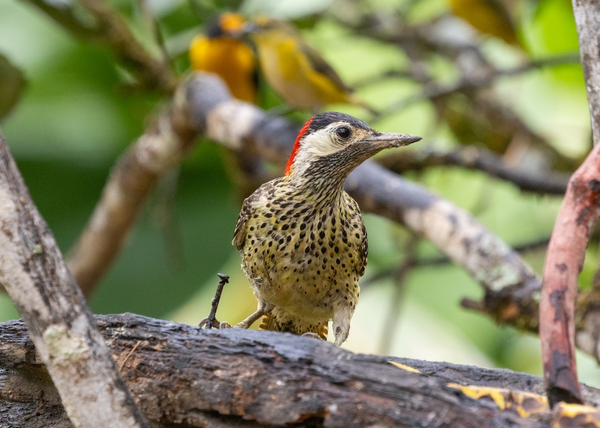 Green-barred Woodpecker (Green-barred) - ML613294866