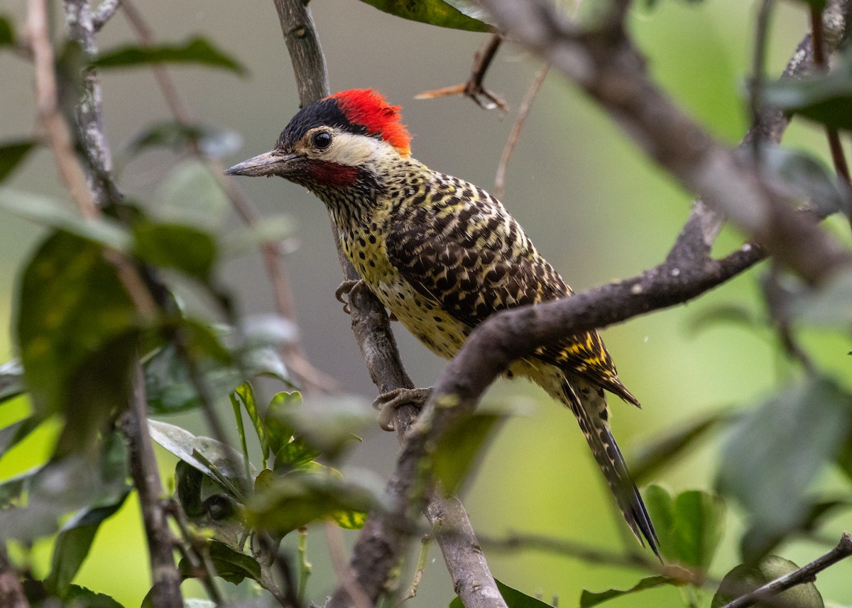 Green-barred Woodpecker (Green-barred) - ML613294867