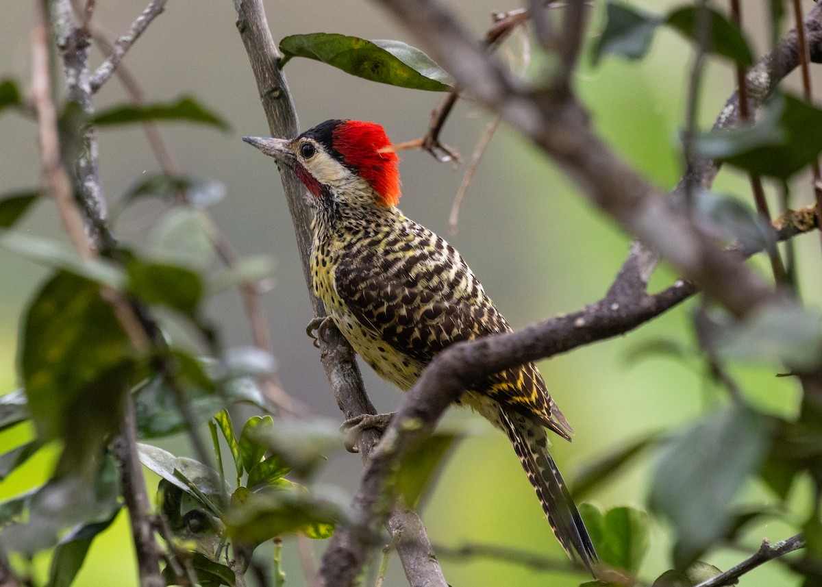 Green-barred Woodpecker (Green-barred) - ML613294868