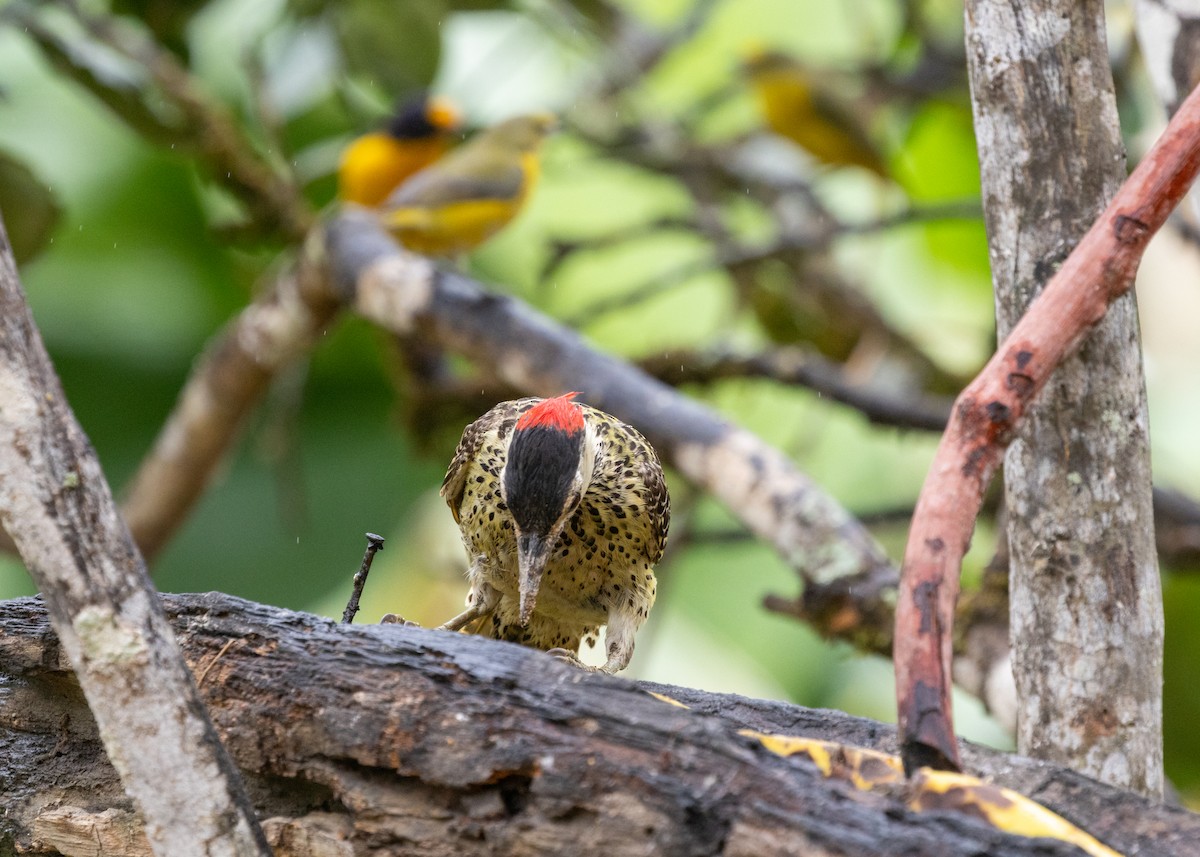 Green-barred Woodpecker (Green-barred) - ML613294869