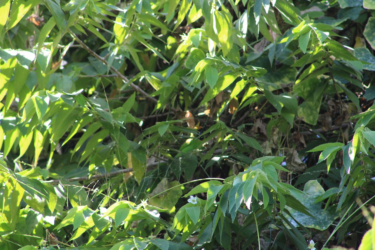 Golden-fronted Leafbird - ML613294928