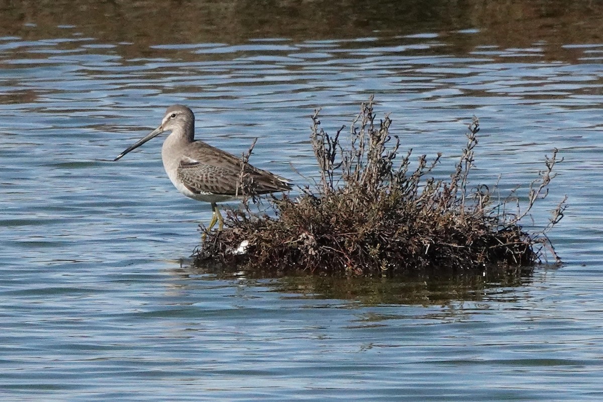 Long-billed Dowitcher - ML613294959