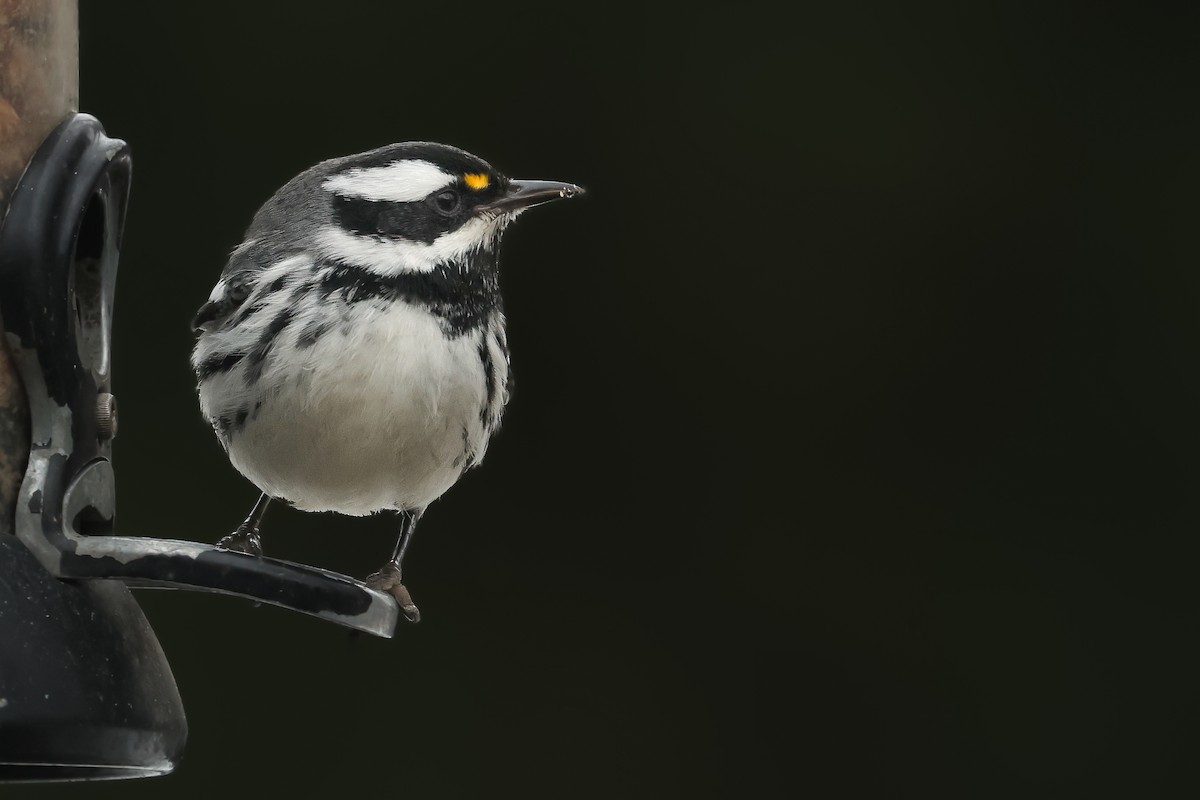 Black-throated Gray Warbler - Owen Woodhouse