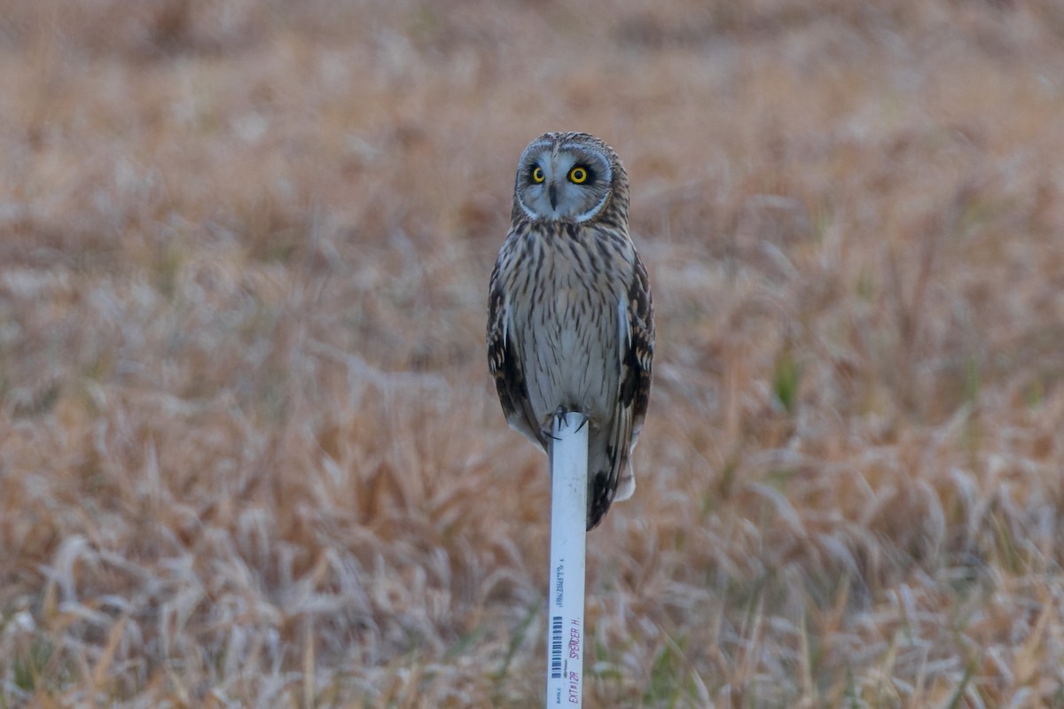 Short-eared Owl - ML613295341