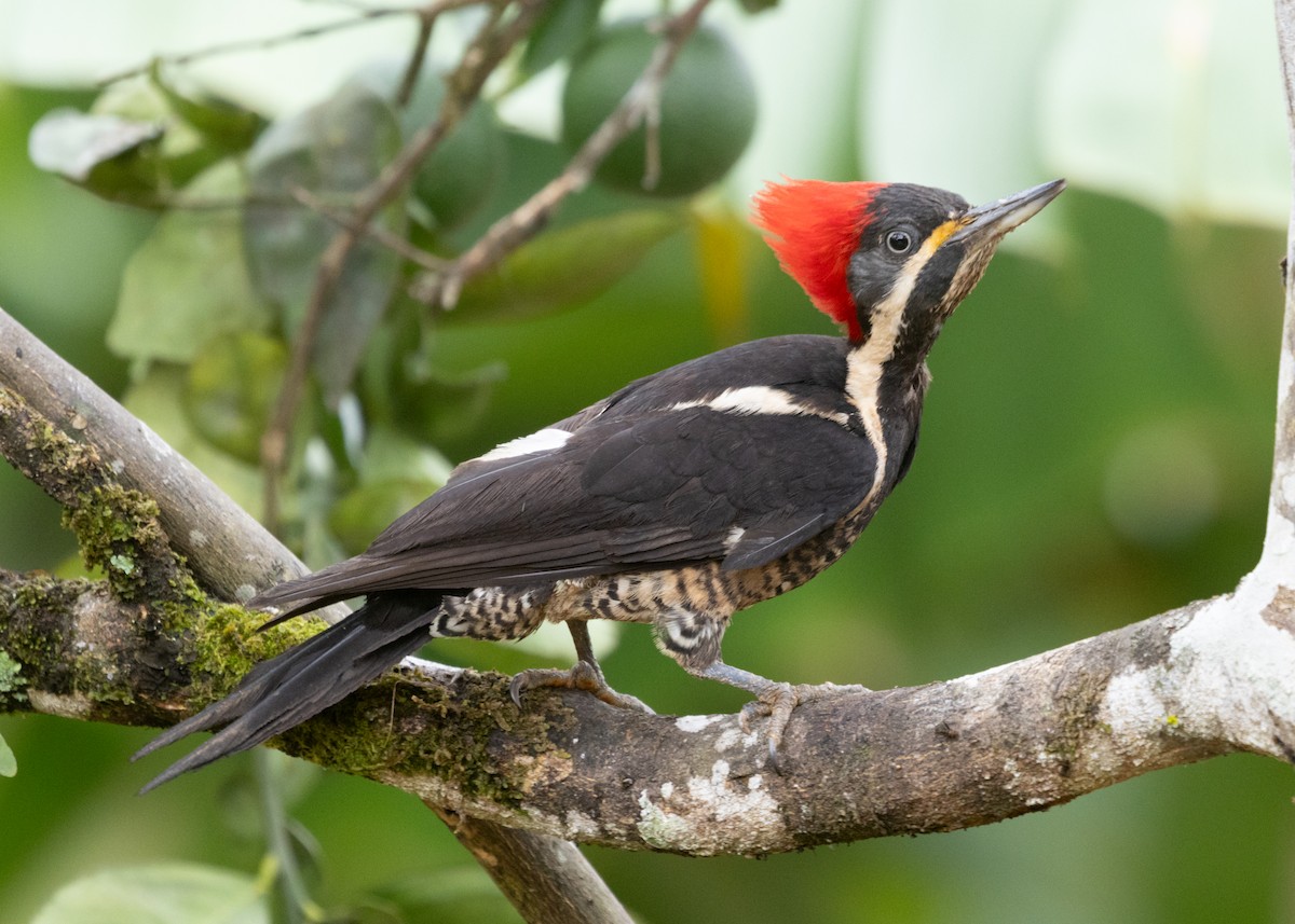 Lineated Woodpecker (Lineated) - ML613295449