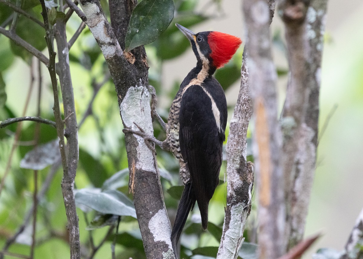 Lineated Woodpecker (Lineated) - ML613295451