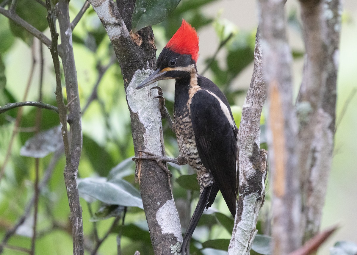 Lineated Woodpecker (Lineated) - ML613295452