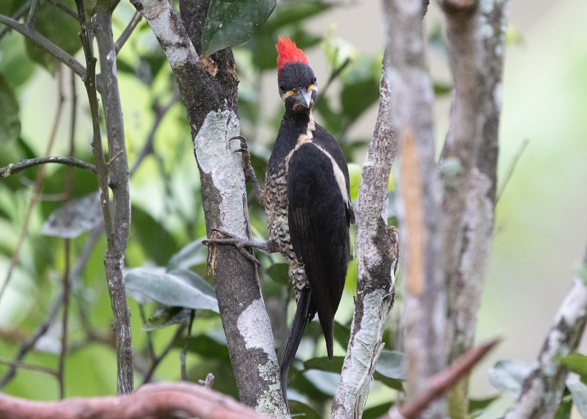 Lineated Woodpecker (Lineated) - ML613295453