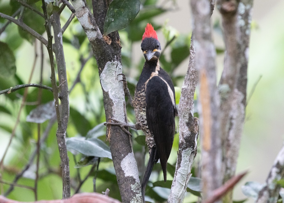 Lineated Woodpecker (Lineated) - ML613295454