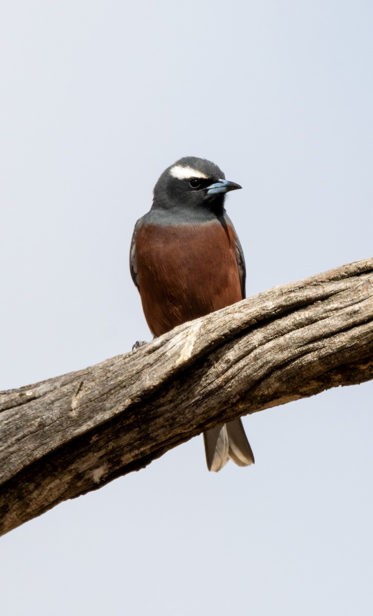 White-browed Woodswallow - ML613295652
