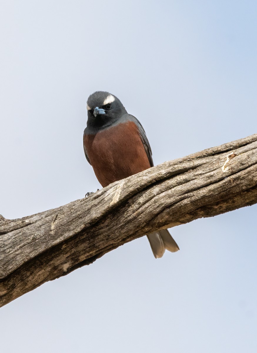 White-browed Woodswallow - ML613295653