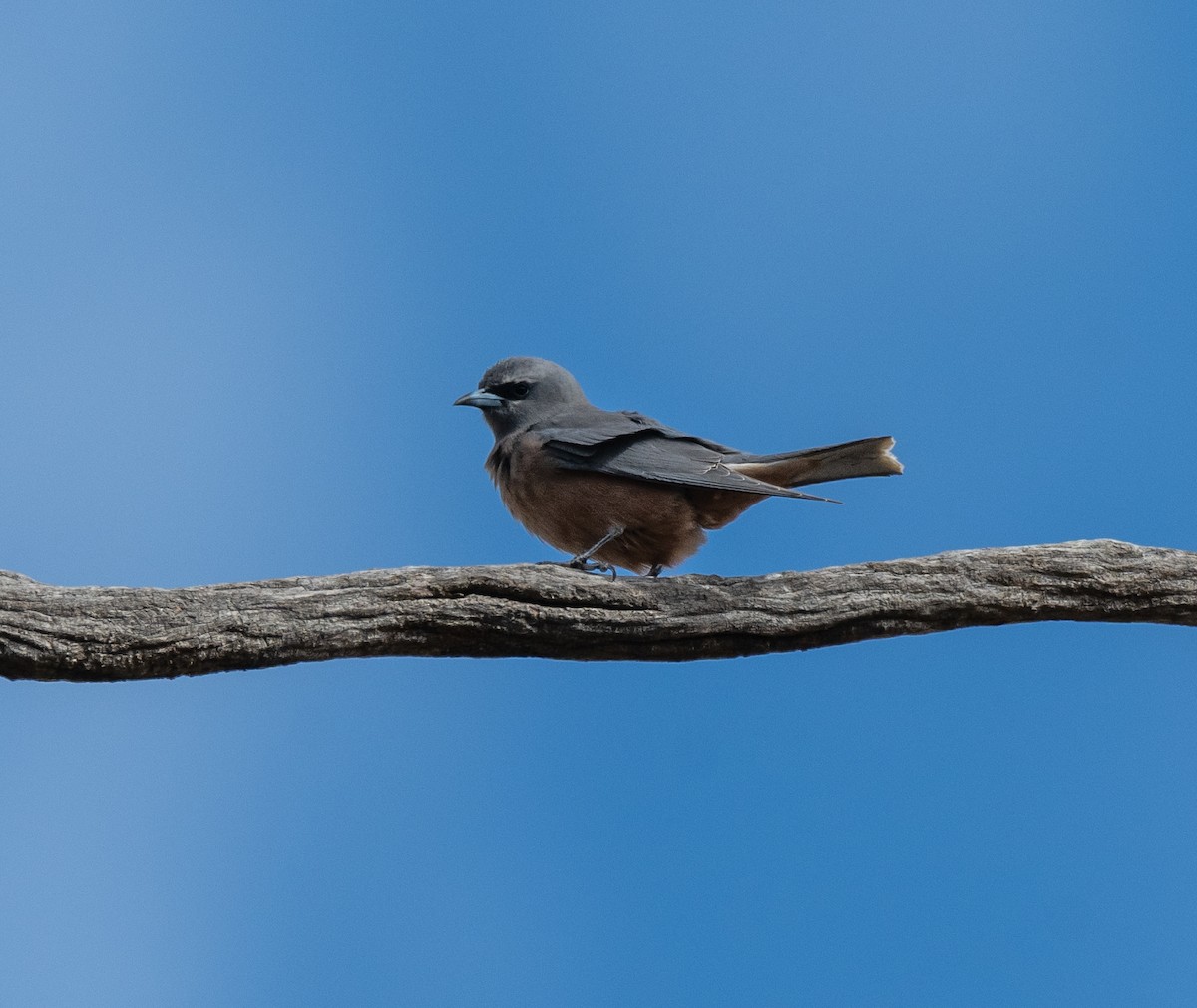 White-browed Woodswallow - ML613295674