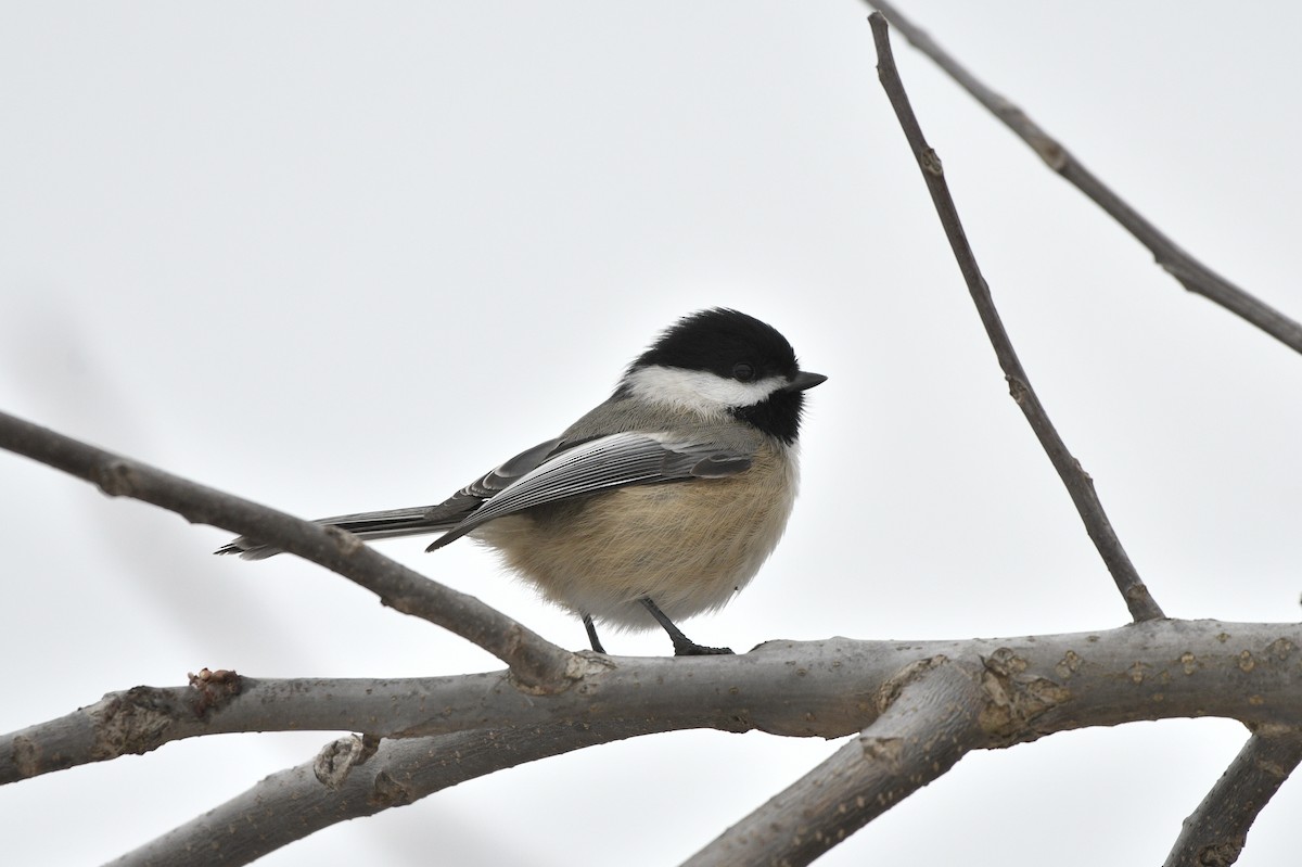 ebird-checklist-8-jan-2024-kortright-conservation-centre-19-species