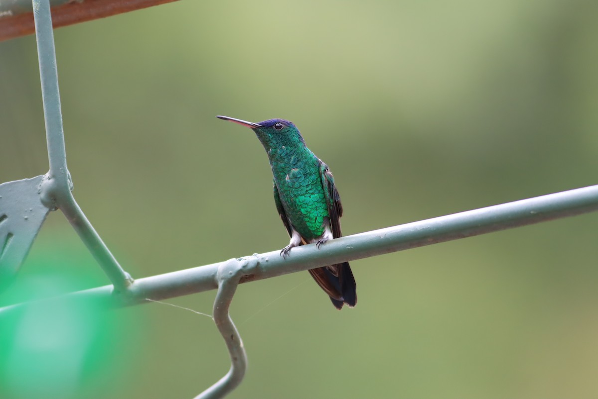 Indigo-capped Hummingbird - ML613296242