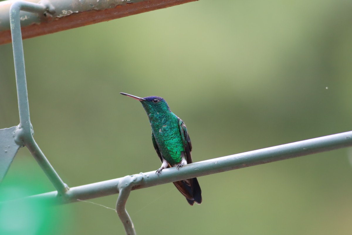 Indigo-capped Hummingbird - ML613296243