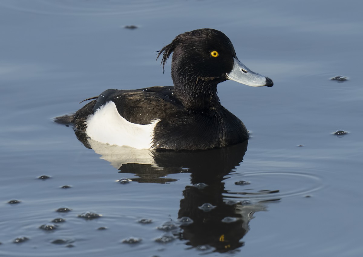 Tufted Duck - ML613296269