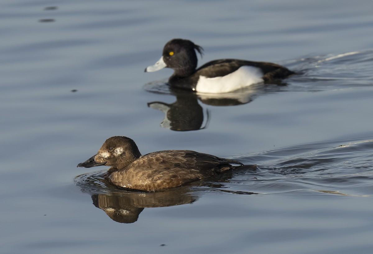 Tufted Duck - ML613296287