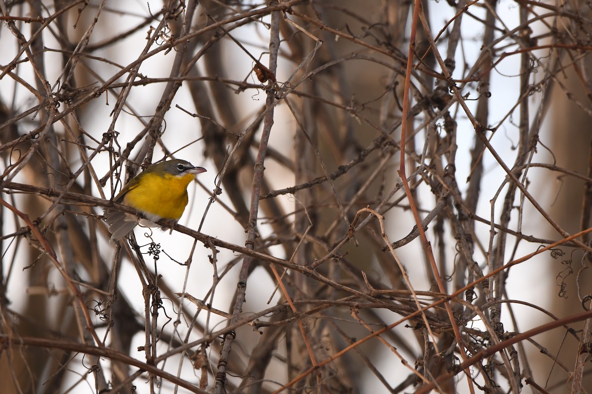 EBird Checklist 8 Jan 2024 Parc De L Aqueduc 11 Species   1200