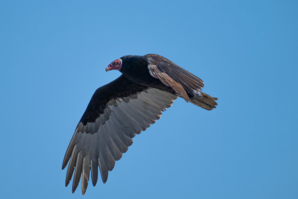 Turkey Vulture - ML613296958