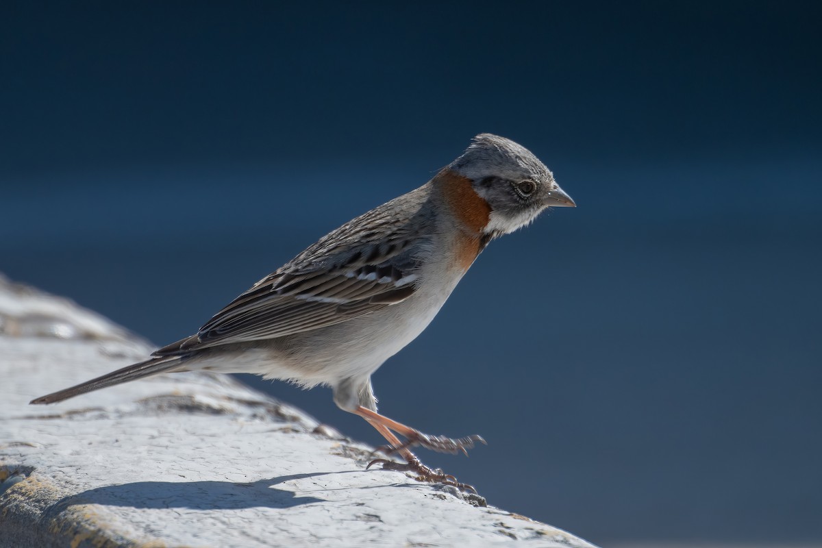 Rufous-collared Sparrow - ML613296977