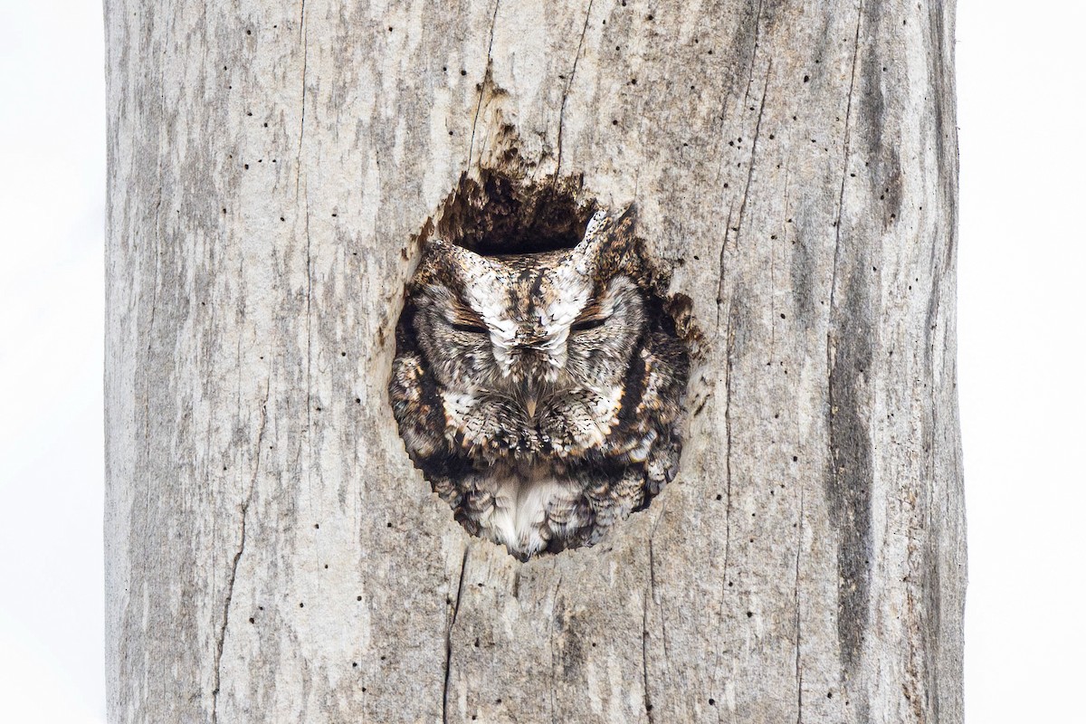 Eastern Screech-Owl - ML613297103