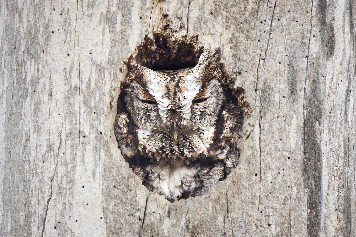 Eastern Screech-Owl - ML613297104