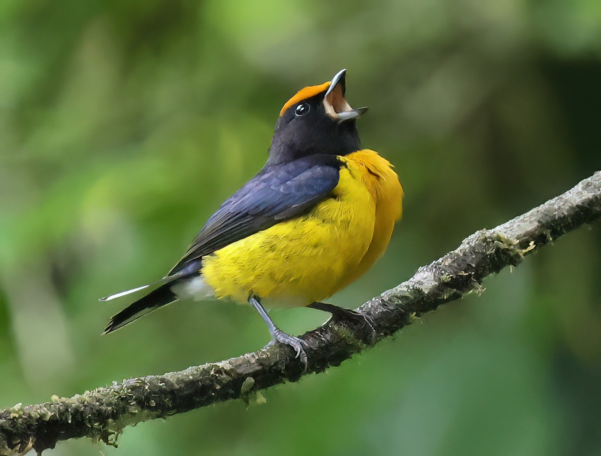 Tawny-capped Euphonia - Charlotte Byers