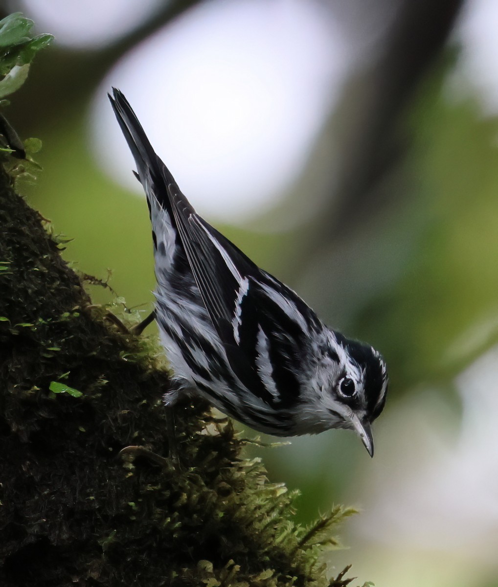 Black-and-white Warbler - ML613297150