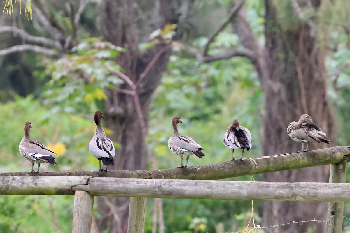 eBird Checklist - 9 Jan 2024 - Greenfield Turf Farm (Cribb Rd, Brendale ...