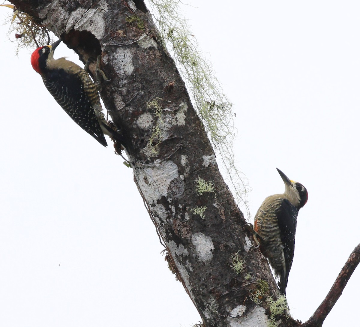 Black-cheeked Woodpecker - ML613297246