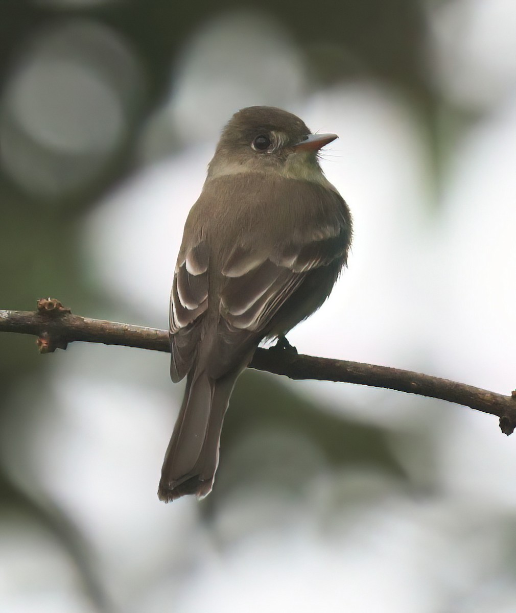 Northern Tropical Pewee - Charlotte Byers