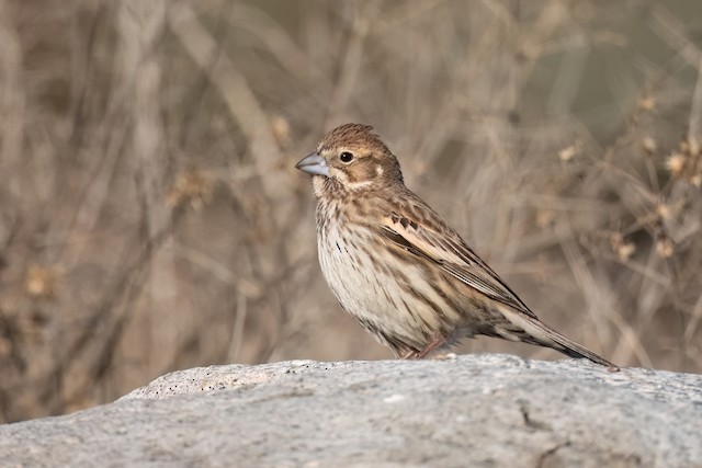 Lark Bunting