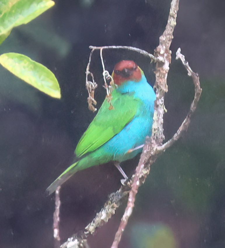 Bay-headed Tanager - Charlotte Byers