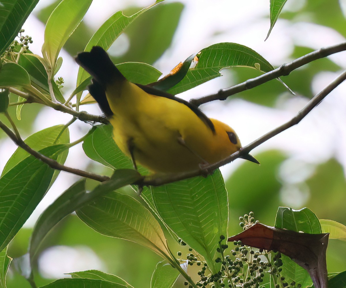 Black-and-yellow Tanager - Charlotte Byers