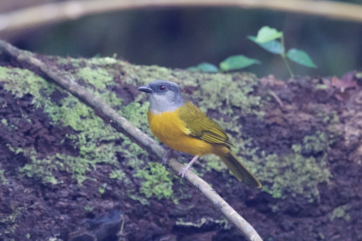 Gray-headed Tanager (Gray-crested) - ML613297441