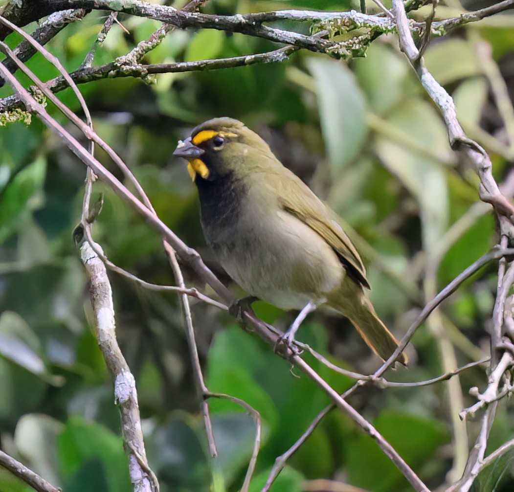 Yellow-faced Grassquit - Charlotte Byers