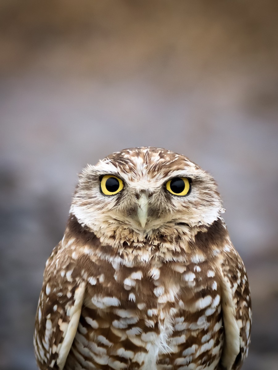 Burrowing Owl - ML613297465