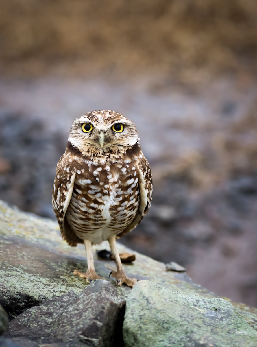 Burrowing Owl - ML613297466
