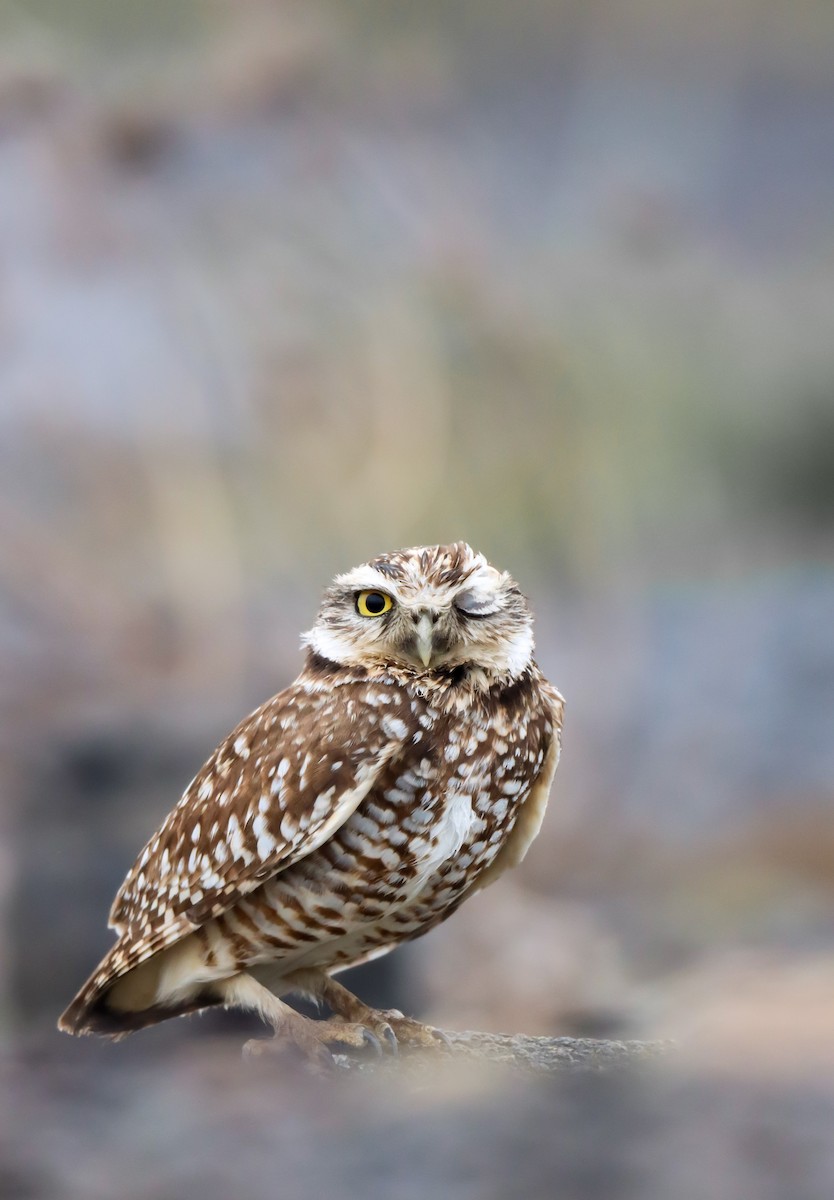 Burrowing Owl - ML613297467