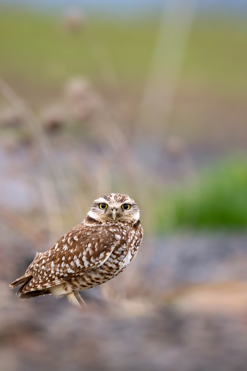 Burrowing Owl - ML613297468
